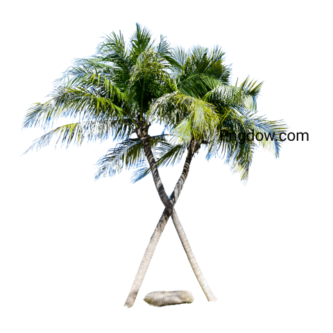Palm tree  PNG image for free download