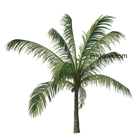 Stunning Palm tree PNG Image with Transparent Background for Versatile Use