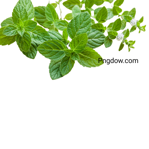 Exclusive Peppermint PNG Image with Transparent Background   Download Now!