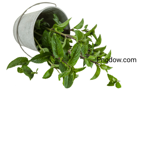 High Quality Peppermint PNG Image with Transparent Background   Download Now!
