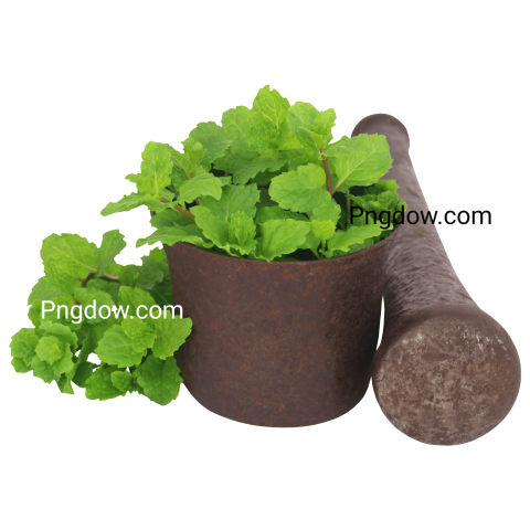High Quality Peppermint PNG Image with Transparent Background for Versatile Use