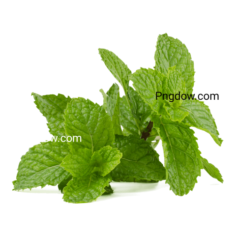 Stunning Peppermint PNG Image with Transparent Background   Download Now!
