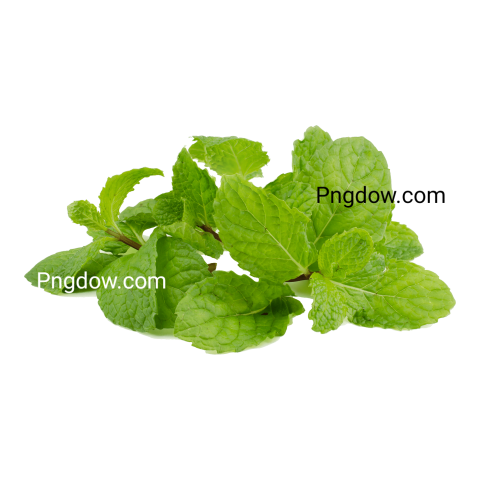 Stunning Peppermint PNG Image with Transparent Background   Download Now