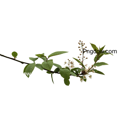 Stunning Peppermint PNG Image with Transparent Background   Free Download