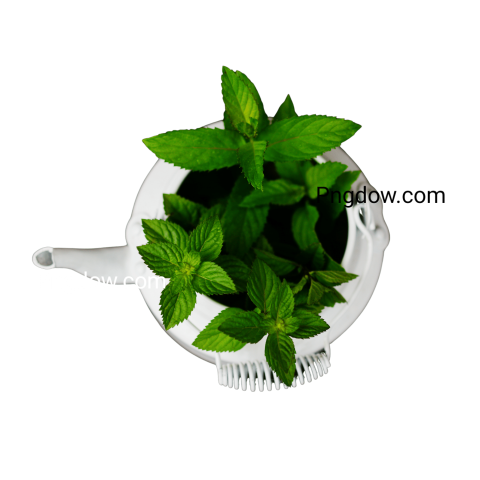 Peppermint PNG image with transparent background Peppermint PNG