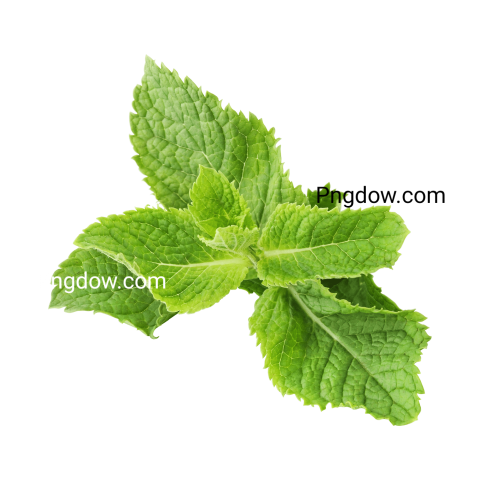 free Peppermint PNG images