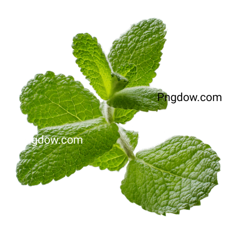 Peppermint PNG transparent background