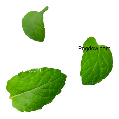 Peppermint  PNG image for free download