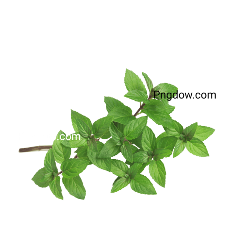 high resolution Peppermint PNG