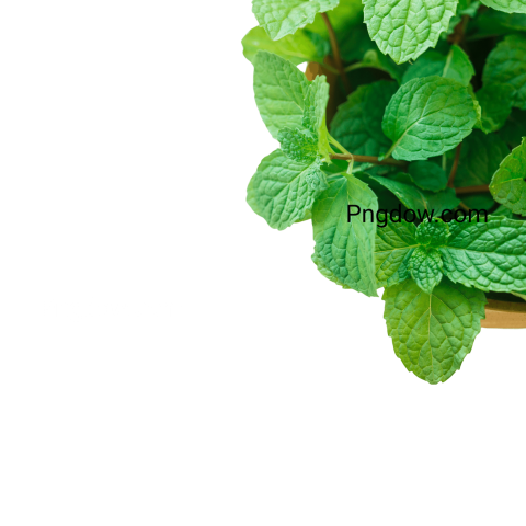 Download Peppermint PNG Image with Transparent Background   High Quality and Free