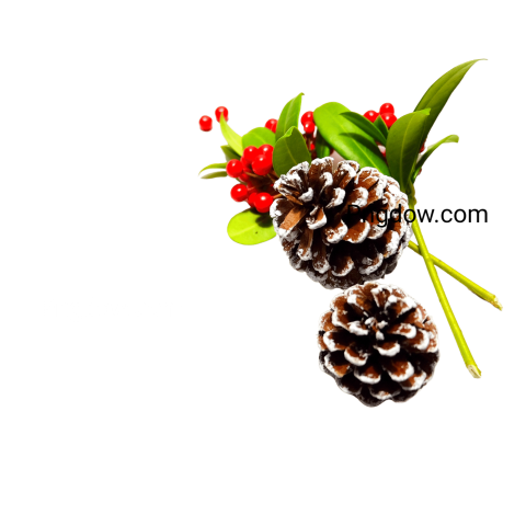 Stunning Pine cone PNG Image with Transparent Background   Downloaded