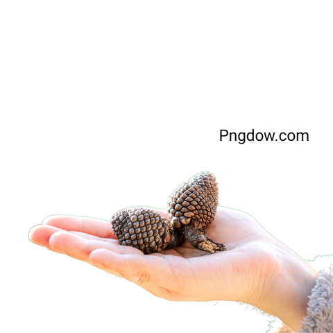 Pine cone PNG transparent background