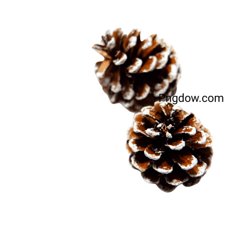 Free Pine cone PNG images