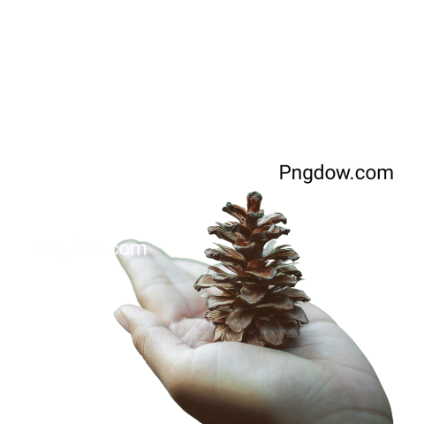 Stunning Pine cone PNG Image with Transparent Background   Download Now!