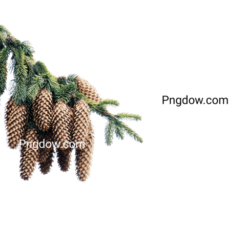 High Quality Pine cone PNG Image with Transparent Background   Download Now