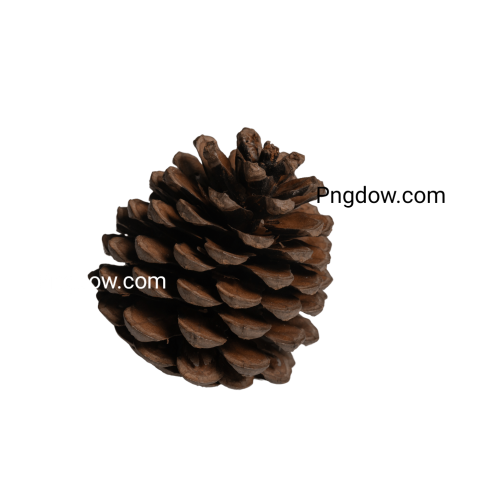 Pine cone PNG image with transparent background Pine cone PNG