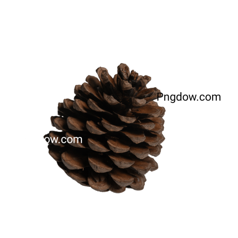 Pine cone PNG image with transparent background Pine cone PNG - Photo ...