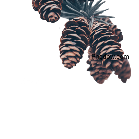 Stunning Pine cone PNG Image with Transparent Background   Free Download