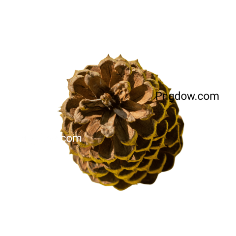 Pine cone illustration PNG for free