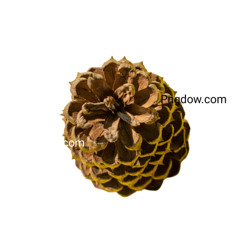 Pine cone illustration PNG for free - Photo #16855 - Pngdow - Millions ...