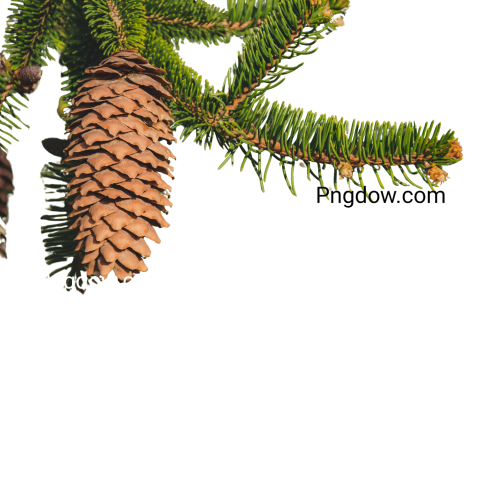 Pine cone  PNG image for free download
