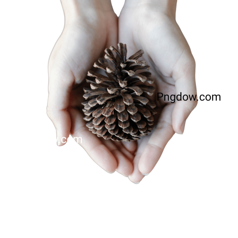 High resolution Pine cone PNG