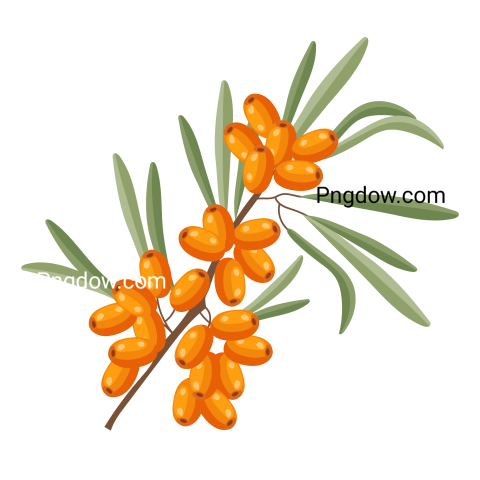 High Quality Sea buckthorn PNG Image with Transparent Background   Download Now!