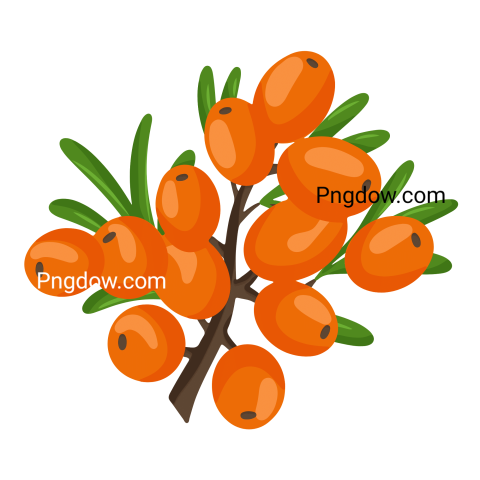 Download Stunning Sea buckthorn PNG Image with Transparent Background