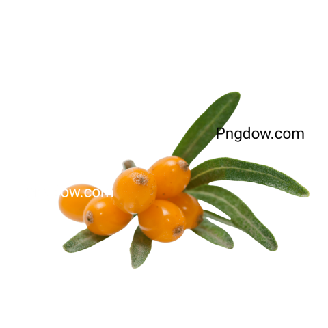 Download Sea buckthorn PNG Image with Transparent Background   High Quality and Free