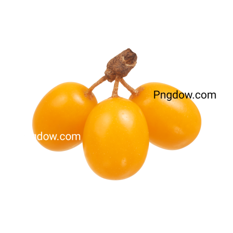 Download Sea buckthorn PNG Image with Transparent Background   High Quality Sea buckthorn PNG