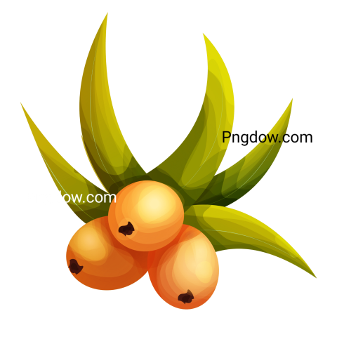 Exclusive Sea buckthorn PNG Image with Transparent Background   Download Now!