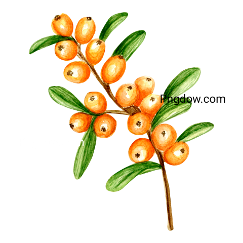 Sea buckthorn PNG image with transparent background, Sea buckthorn PNG