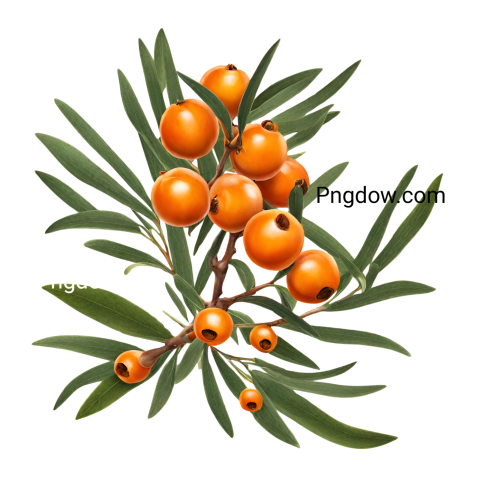 Stunning Sea buckthorn PNG Image with Transparent Background   Download Now!