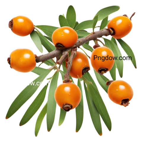 Stunning Sea buckthorn PNG Image with Transparent Background   Free Download