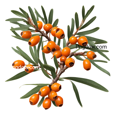 High Quality Sea buckthorn PNG Image with Transparent Background   Free Download
