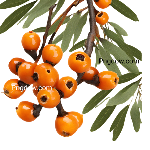 Stunning Sea buckthorn PNG Image with Transparent Background   Download Now