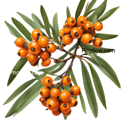 Sea buckthorn PNG image with transparent background, edelweis