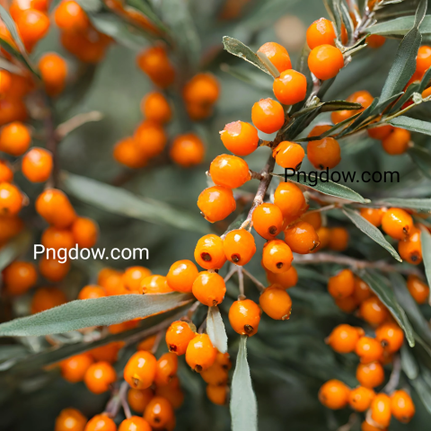 Sea buckthorn background images