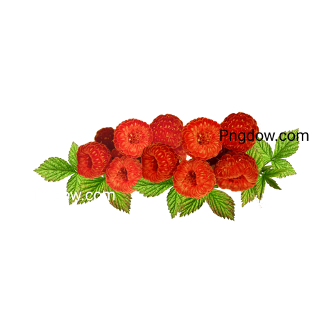 green red Raspberry png