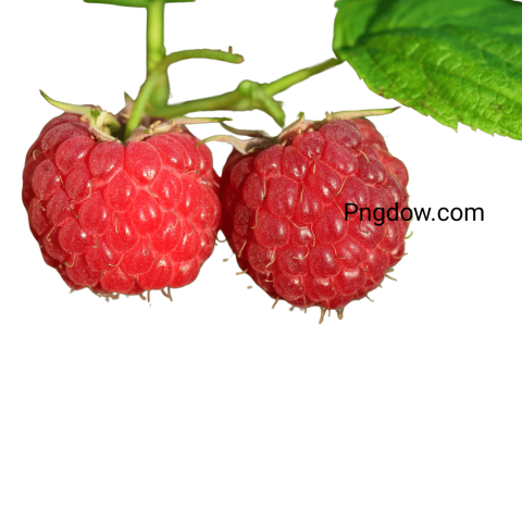 Raspberry Png image