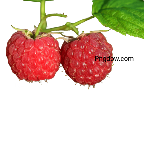 Raspberry Png image - Photo #18542 - Pngdow - Millions of Transparent ...