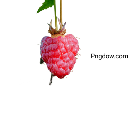 Raspberry Png images free download