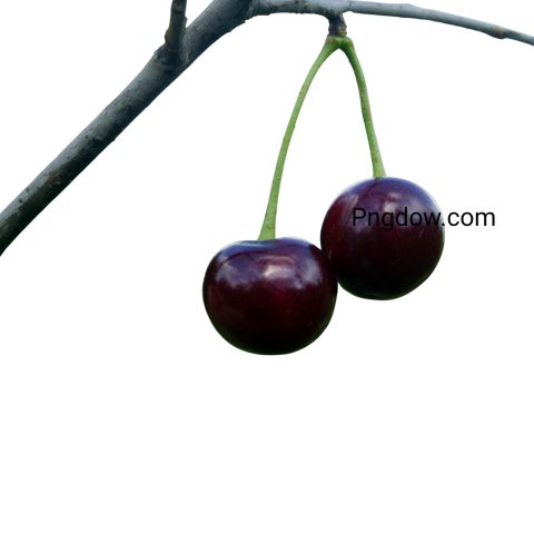 cherry png black and transparent