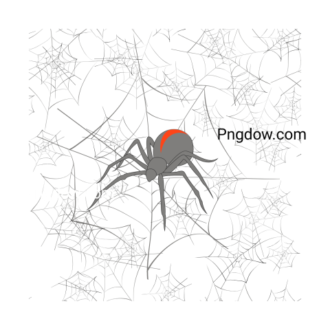 Spider Web png images for free