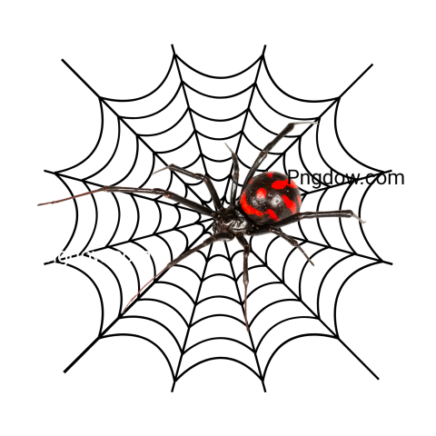 Spider Web Illustration Png images