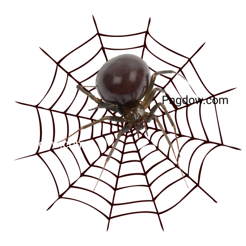 Spider Web Png transparent background