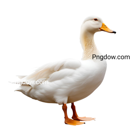 White duck standing on black background  Duck PNG