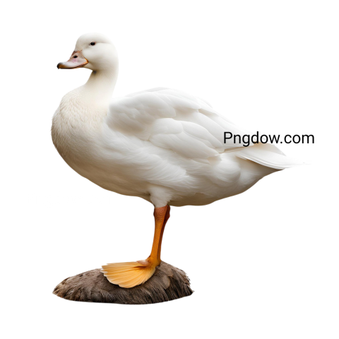 White duck standing on rock, isolated on transparent background  Duck PNG