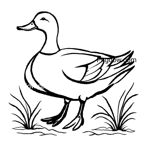 A black and white drawing of a duck on a transparent background