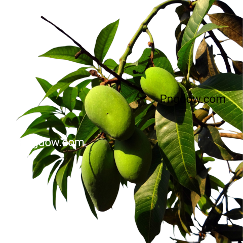 mango green tree branch png